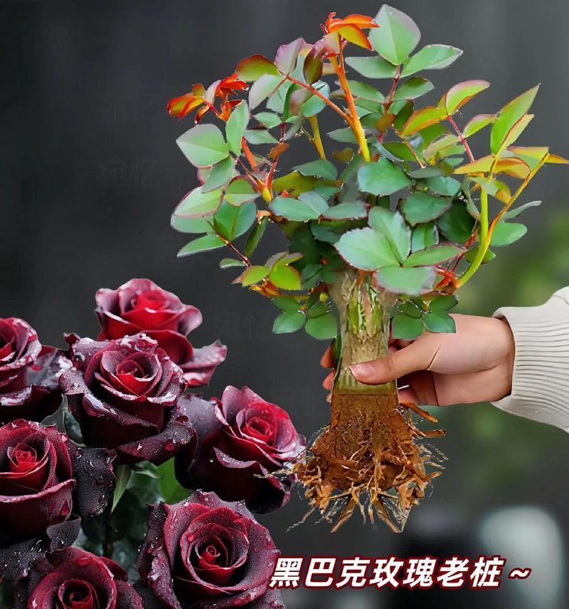 玫瑰花期揭秘（探究玫瑰花的生长周期和开花时间，让你更好地欣赏花园里的美景。）