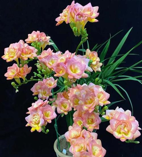 如何应对夏天的香雪兰（一场关于养护香雪兰的夏季指南）