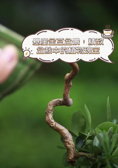 认识金豆植物（探究金豆的分类和特点）