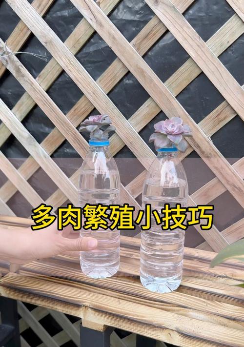多肉扦插为什么只长几根须子？（探究多肉扦插生长的奥秘）