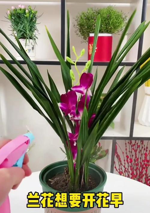 家庭栽花施肥技巧（掌握正确的施肥方法，让家庭花园充满生机）