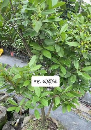 黄蜜樱桃南方种植可行性研究（探究黄蜜樱桃在南方种植的优劣势及栽培技术）