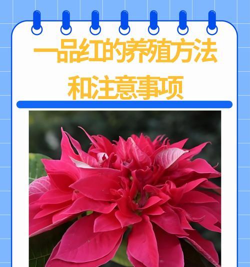 为什么家里养一品红是明智之选？（了解一品红的特点和养护技巧，让它为家庭增添美丽）