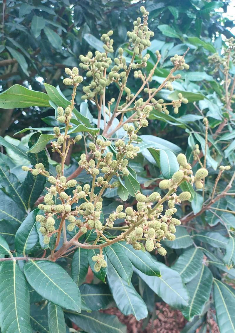龙眼种植的季节选择（掌握关键时间，成功种植）