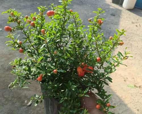 石榴花扦插种植指南（学会石榴花扦插，让您的花园充满鲜艳的石榴花）