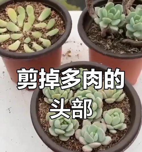 多肉长高后的修剪技巧（细心修剪，打造多肉植物的完美造型）