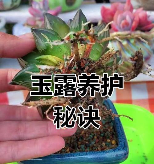 如何种植玉露分盆（一起来学习玉露分盆的种植技巧吧！）