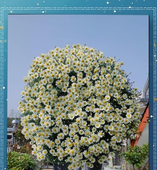 探究玛格丽特叶子发蔫的原因及补救方法（玛格丽特叶子发蔫如何解决？——探讨叶子萎蔫的原因和处理方法）