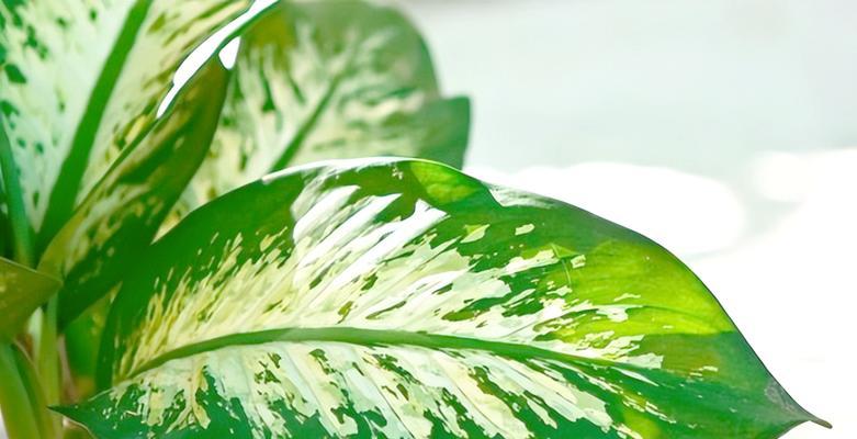 万年青肥过量使用的后果及应对方法（保护土壤健康，正确使用万年青肥的关键）