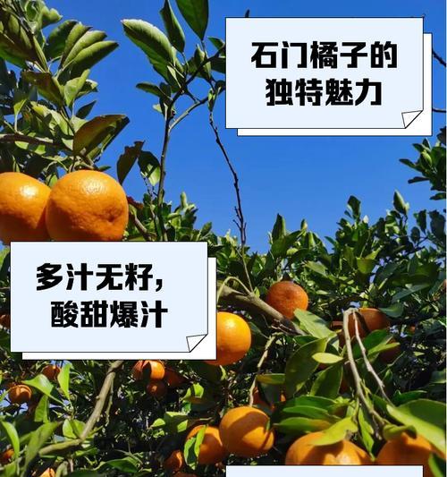 种橘子的方法与技巧（从种子到丰盛果实，如何种植优质橘子？）