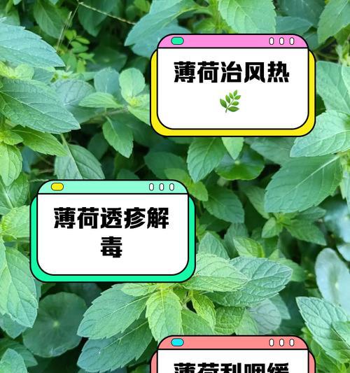 薄荷叶子发黑的原因及解决方法（预防措施、处理方法、修剪技巧等）