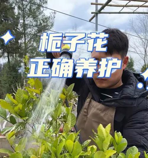 栀子花黑叶黄叶掉怎么办？（教你如何正确护理栀子花，解决黑叶黄叶问题）