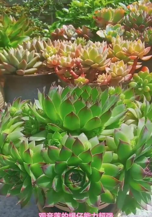 盆莲花养护指南（打造美丽花园的秘籍）