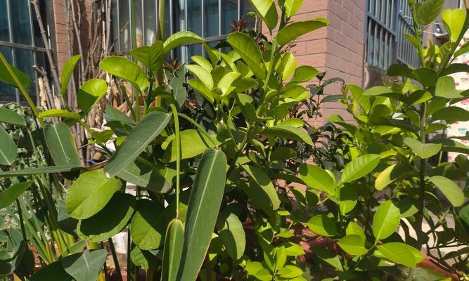 韭菜栽培技巧（简单易行的花盆种植方法，让你在家也能轻松种出新鲜的韭菜）