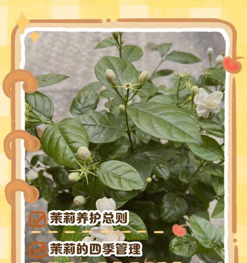 茉莉在家的种种情况（与茉莉相处的点点滴滴）