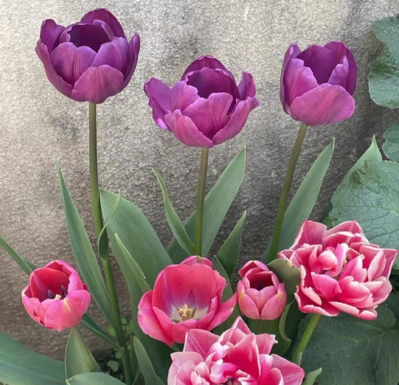 郁金香繁殖的技巧与方法（掌握关键步骤，打造自己的郁金香花园）