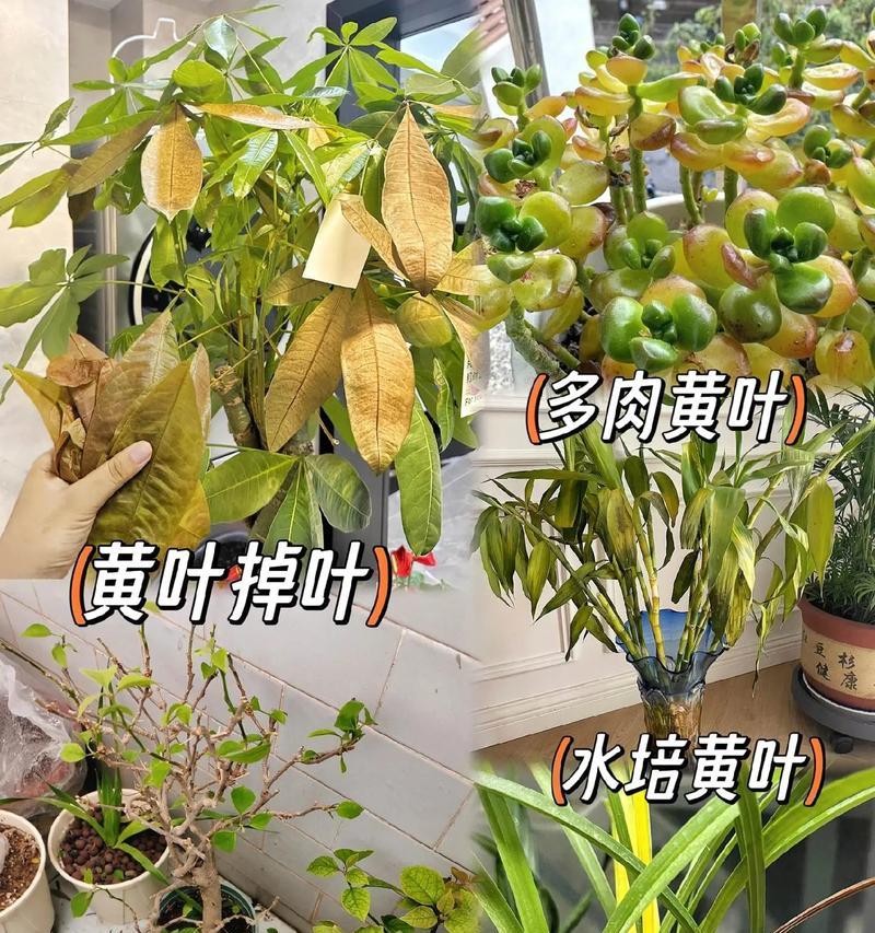 揭秘绿植掉叶子的原因（探寻绿植凋落的启示与护理秘籍）