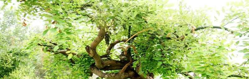 如何种植和养护龙爪槐（一种优美树种的种植技巧和养护要点）