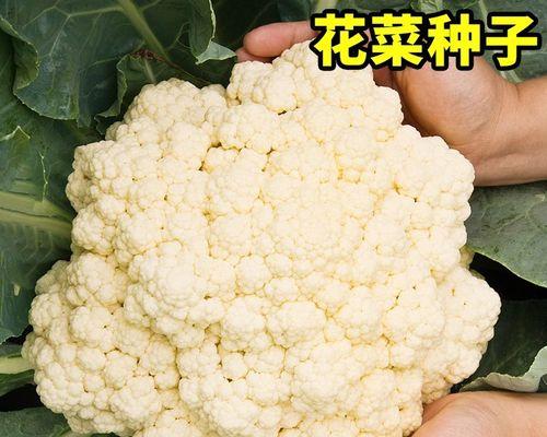 花菜种子的收集与种植技巧（收集花菜种子的方法及种子生长的过程）