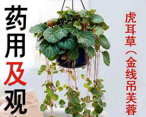 虎耳草冬季养护指南（如何让虎耳草安然度过严寒冬天）