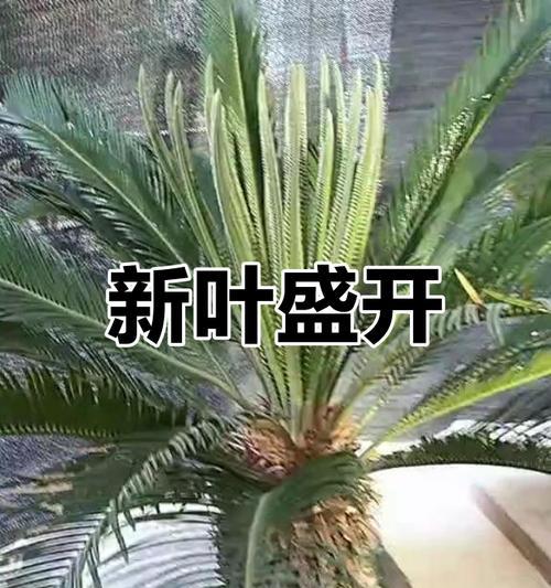 铁树苗的叶子生长之路（探秘铁树苗生长叶子的奥秘）