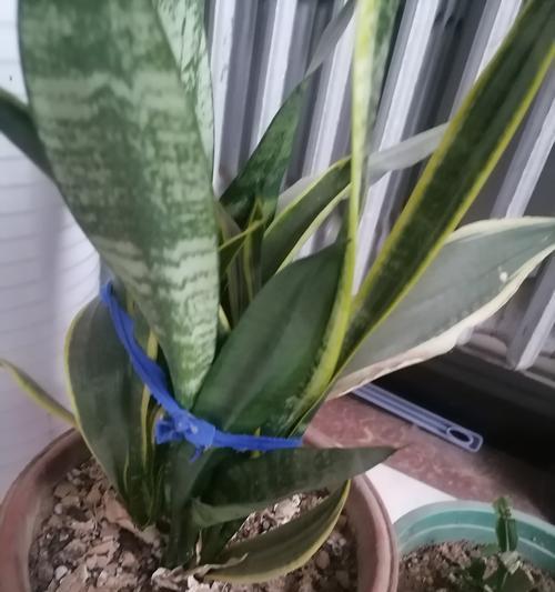 虎皮兰的生长之谜（揭秘虎皮兰为何不发新芽的原因）