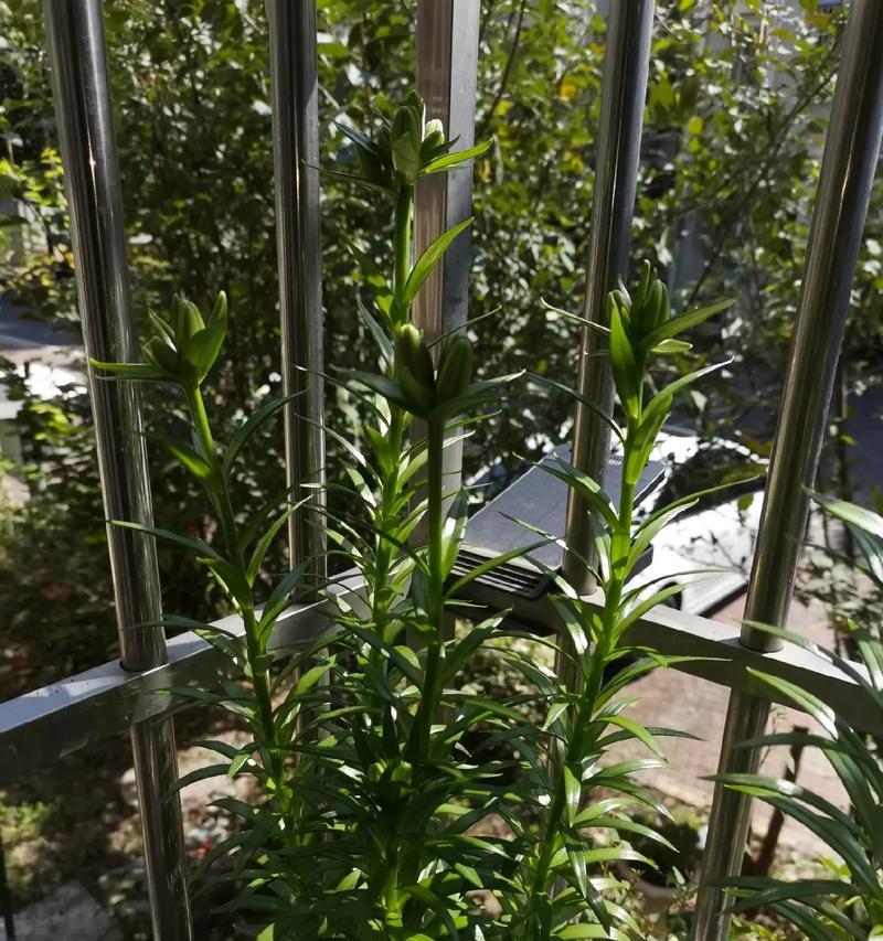 百合花骨朵发黄的原因及处理方法（保护百合花的健康，让花骨朵恢复鲜艳）