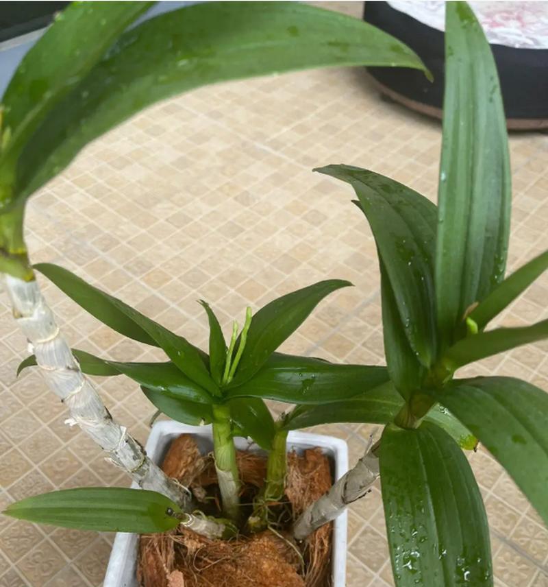 了解石斛，探秘神奇植物