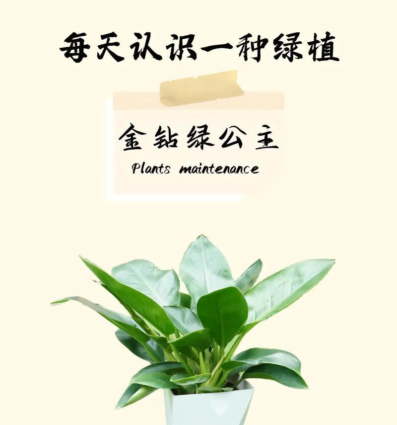 金钻宝石养护全攻略（打造完美的金钻宝石养护技巧，让珍贵之物更加耀眼夺目）