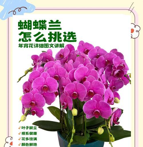 盘点蝴蝶兰的美丽与神秘（探究蝴蝶兰的特点和栽培方法）