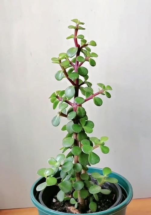 金枝玉叶盆栽如何培养开花能力？（一起探索金枝玉叶盆栽开花的秘密吧！）