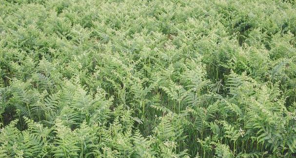 黄芪种植全攻略（适合种植的地方、种植技巧及注意事项）