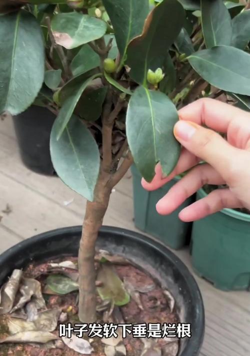 茶花老桩盆景的形成与养护之道（古老树干衍生的美丽艺术品——茶花老桩盆景）