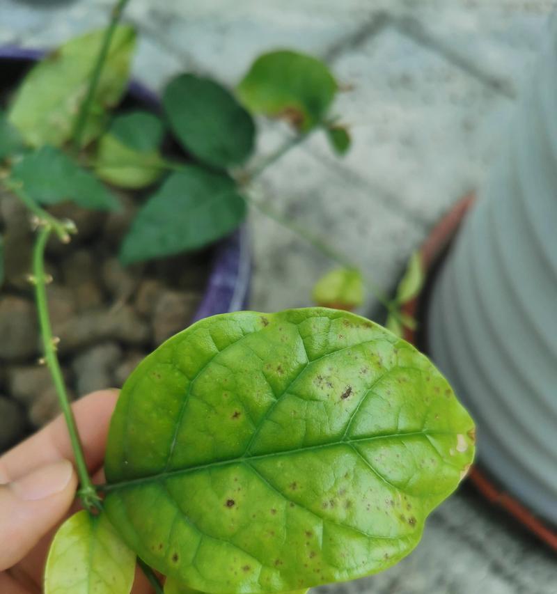 茉莉花叶子为何变黄？（探究茉莉花叶子黄化的原因和处理方法）