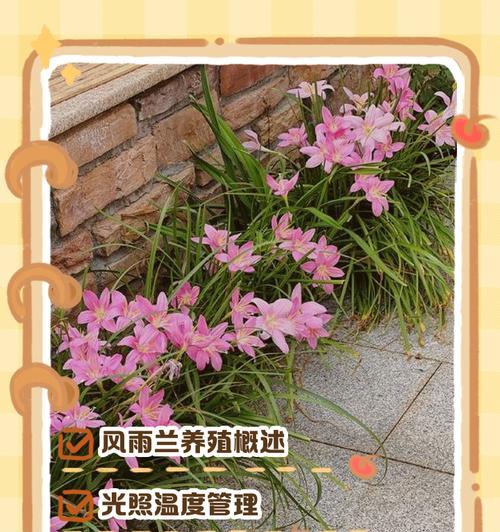 风雨兰的花期及特点（探秘风雨兰的生长环境和特性，了解其花期及花朵特点）