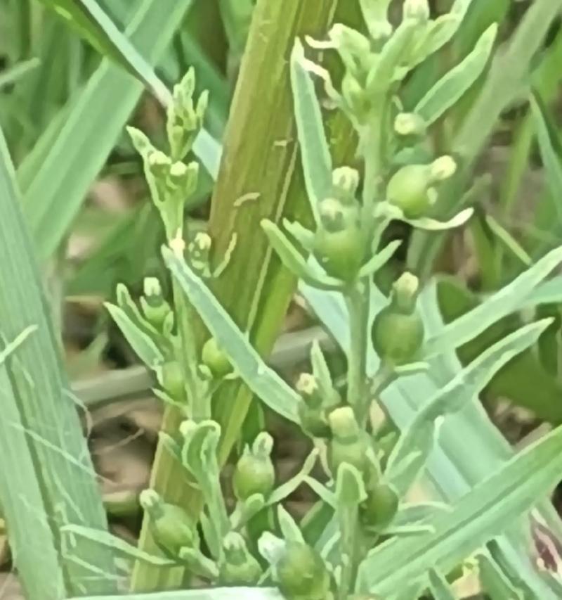 水体绿化之菹草的种植技巧（打造清新环境关注水体健康）