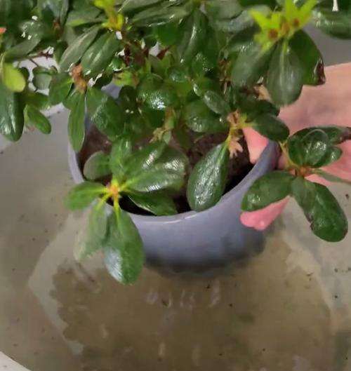 杜鹃花四季浇水全攻略（掌握杜鹃花浇水技巧，打造四季盛放的花园）