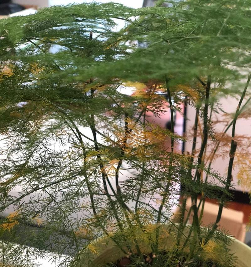 夏天树叶发黄的原因及处理方法（探究夏天树叶发黄的原因，有效应对的方法）