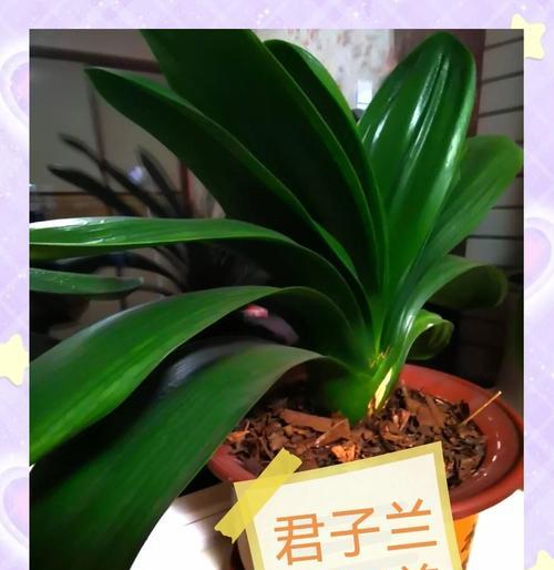 以君子兰换土时如何正确添加底肥（底肥的选择与添加方法，让君子兰茁壮成长）