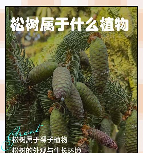 松树的养殖方法（打造美丽园林，从松树开始）