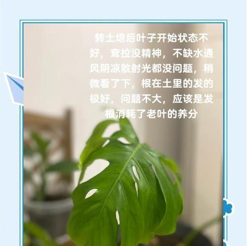 养护龟背竹叶子的秘诀（打造翠绿花园的关键在于龟背竹）