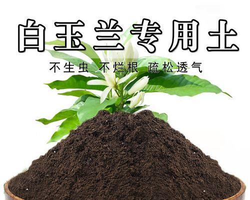 如何挽救白兰花烂根的方法（白兰花根部烂了怎么办？学会这些方法就能救活你的白兰花）