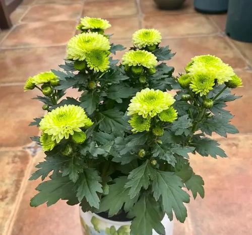 冬季盆栽菊花养护全攻略（冬季如何保养盆栽菊花，打造美丽花园？）