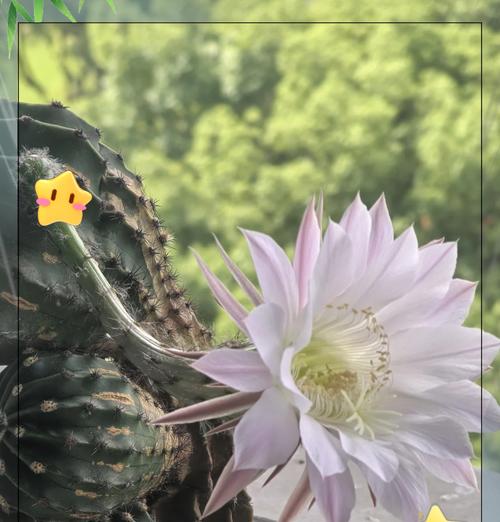 怎样处理仙人球旁边的腐烂问题？（教你掌握有效的处理方法，保护仙人球健康生长）
