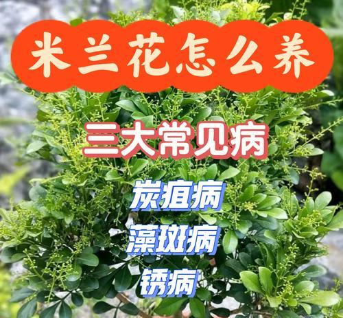 冬季保护米兰干叶的关键技巧（一起来学习如何科学应对米兰干叶的冬季问题）