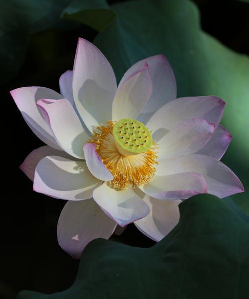 荷花——多姿多彩的水中花（探秘荷花的品种和美丽之处）