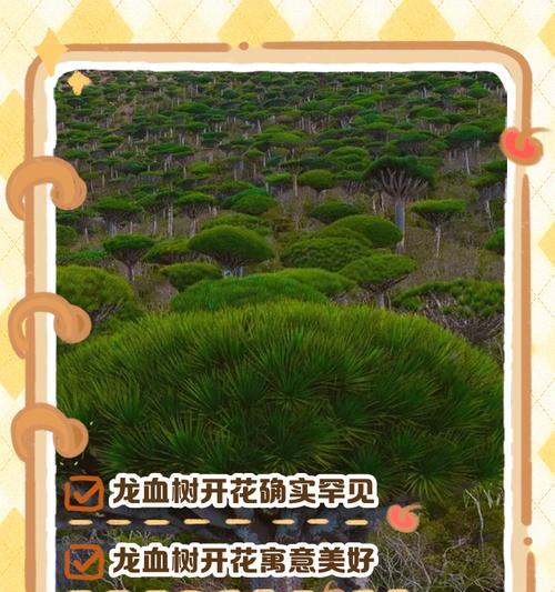 龙血树的开花与颜色（探寻龙血树花朵的奥秘）
