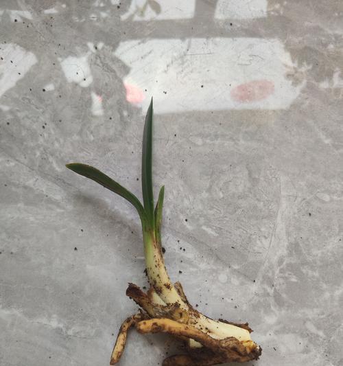 以君子兰侧芽繁殖的方法与技巧（揭秘君子兰侧芽繁殖的奥秘）