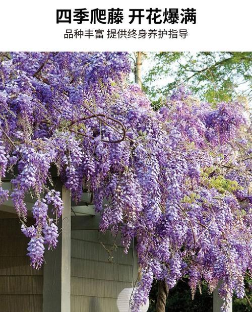 如何养护紫藤花，促进花苞绽放？（掌握关键技巧，让你的紫藤花充满花海）