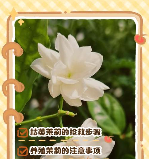 茉莉花东天吊叶子的方法与技巧（打造茉莉花盛开的秘诀，助您成为园艺高手）
